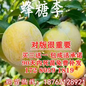 蜂糖李子树苗南方北方种植四川特大早熟李青脆脱骨李嫁接当年结果