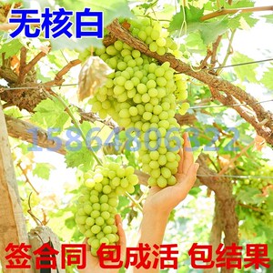 新疆吐鲁番青提子树苗 无籽白葡萄白鸡心果树苗无核白鸡心葡萄苗