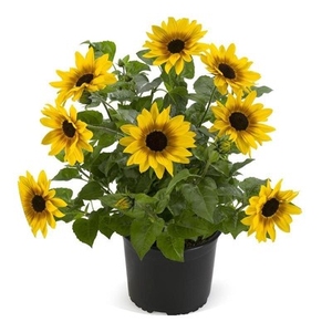 花盆四季净化空气办公室创意桌上绿植绿色宿舍北欧向日葵盆栽带花