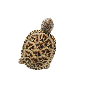 墨西哥蛋龟/墨西哥巨蛋龟/蛋龟/宠物龟/水龟/乌龟