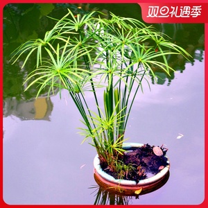 水生植物池塘水竹