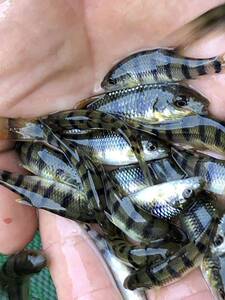 溪石斑鱼淡水光唇鱼苗原生态冷水观赏鱼清水鱼苗好养耐活溪水石斑