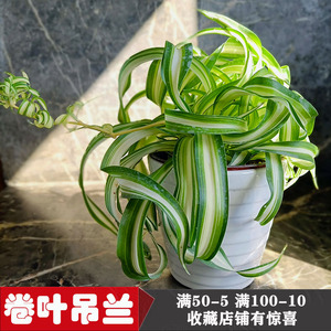 卷叶吊兰法国女郎垂吊北欧ins邦尼 荷兰绿植室内盆栽净化空气包邮