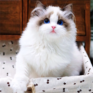 纯种布偶猫幼猫海双蓝双山猫赛级双血统宠物猫幼崽长毛仙女猫咪