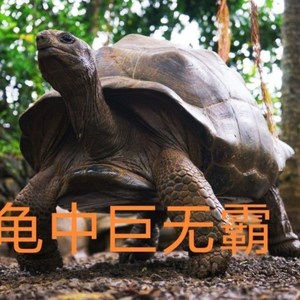 陆地巨型龟特大巨型乌龟活物大个陆地吃菜龟中国草龟下蛋龟食用龟