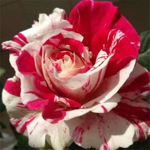 红双喜特浓香型绯扇月季天狼树状灌木三年大苗盆栽带特大花苗发货