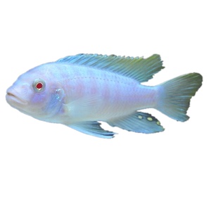 三湖慈鲷活体马鲷鱼非洲王子活体活鱼观赏鱼宠物鱼淡水热带鱼套餐