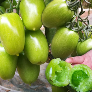 80夏菊花正品商城淘宝绿宝石番茄种子苗绿珍珠圣女果颜色翠绿甘甜