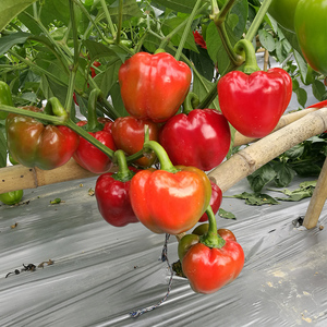 意大利番茄辣椒种苗小柿子辣椒种苗迷你圆辣椒种籽红绿辣椒种孑