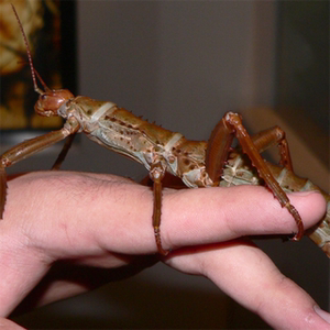 巨棘竹节虫 成虫苗子另类宠物活体昆虫展示科教甲虫另有幽灵绿椒