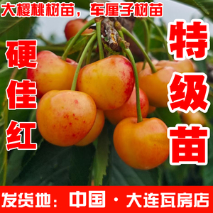 大连硬佳红大樱桃车厘子树苗盆栽两年二三四五六七八南北方嫁接