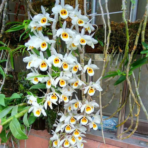 云南本斯石斛 报春金钗麝香檀香鼓槌天宫绿植花卉昙花