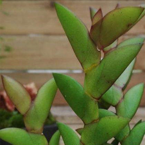 云南刀叶石斛兰花 报春金钗麝香檀香鼓槌天宫绿植花卉昙花