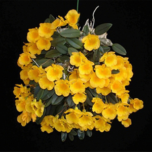 云南小龟背石斛兰花 报春金钗麝香檀香鼓槌天宫绿植花卉昙花