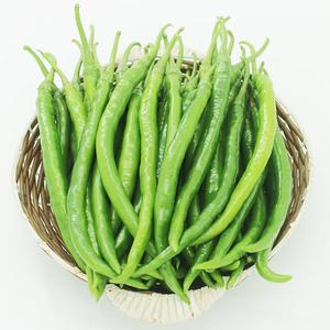 特辣长线椒 现摘5斤自种新鲜青线椒尖椒做剁椒二荆条绿色大青辣椒