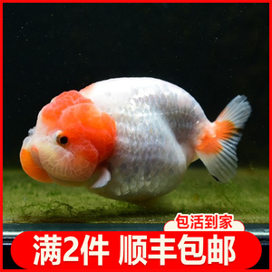 兰寿金鱼小鱼苗精品纯种奶牛苗子极活鱼品潘氏玉兔练手小尾观赏oo