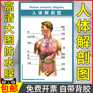 人体侧面器官解剖图图片