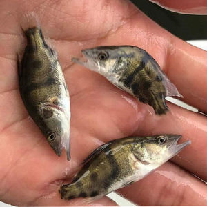 淡水草鱼苗养殖食蚊鱼食用龙鱼乌龟活体饲料开口粮小鱼苗桂2人付款5