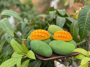 攀枝花米易椰香芒果,香甜可口,现在买5斤送3斤