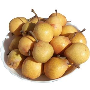 东北特产尖把梨正宗尖把梨果肉细腻孕妇可食吃的出来的正宗做冻梨