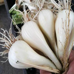 贵州农家自种现挖新鲜蔬菜茭头叫头教头荞头马尾葱5斤包邮2