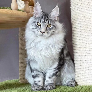 俄罗斯巨型猫大体型巨猫咪活物幼猫赛级宠物猫幼崽华裔宠物屋6666