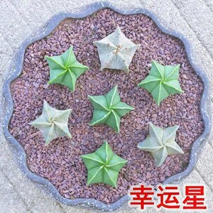 幸运星仙人球鸾凤玉星兜稀有多肉植物组合绿植花卉盆栽五角稀有