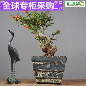 日本do精品石榴矮霸老桩造型小品盆景盆栽 观花观果 小叶牡丹 墨