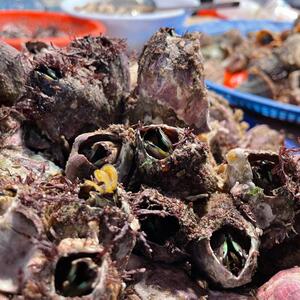 超口野藤壶 鲜活鹰嘴螺 海鲜贝壳特大雀嘴雀lrz曲嘴马牙火山5咀斤