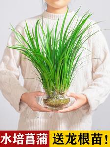 适合冬天养的绿植水石菖蒲水培植物沼泽过滤水培吸水石耐阴耐寒