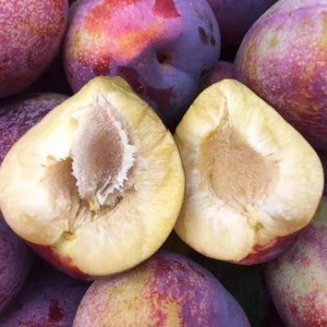 东北鸡心李子正宗吉林特产干碗李子现摘新鲜应季水果包邮柳河特产