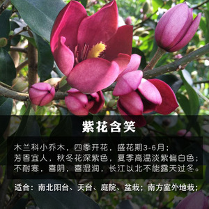 【含笑花盆栽香妃】含笑花盆栽香妃品牌,价格 - 阿里巴巴