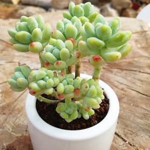 天使之泪 群生老桩一物一拍 多肉植物 桌面盆栽多肉