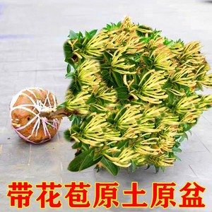 药用爬藤四季常青金银花树苗盆栽攀援花卉种子庭院植物鸳鸯藤