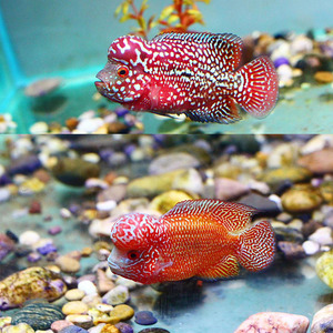 高档进口罗汉h鱼鸿运金花起马罗汉鱼苗火凤凰头骝爆头观奢华