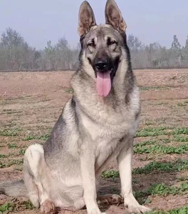 狼青犬幼犬中华纯种狼青狼狗活体巨型日本青狼犬猛犬看家护院狗狗