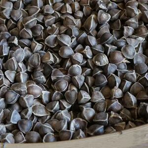 240人付款淘宝辣木籽野生纯天然中药材辣木子那木子食