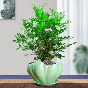 九里香盆栽包邮带花植物室内七里香盆景老桩驱蚊十里香苗四季常青