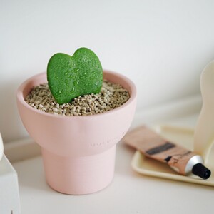 一片心多肉小盆栽办公室创意礼物室内耐阴绿植防辐射好养桌面植物