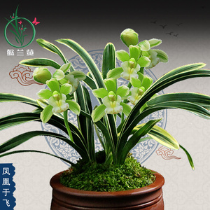 兰花苗金边蕙兰凤凰于飞清香型四季建兰墨兰室内花卉植物盆栽盆景