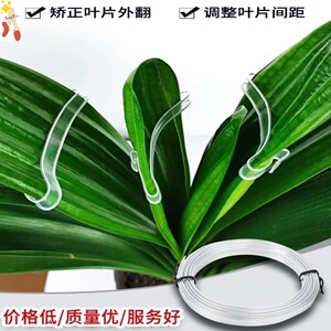 君子兰矫正器线叶片修正间距线夹专用修型整形透明纠正纸板带扶