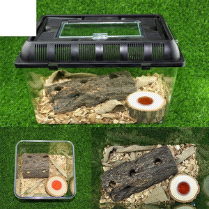 成虫中国大扁独角仙套餐昆虫饲养箱爬虫锹甲造景甲虫金龟果冻套装