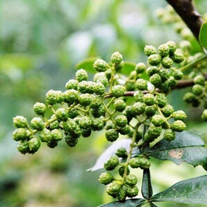 云南昭通高产青花椒树苗永青一号幼苗麻椒苗树 地栽盆栽50棵.