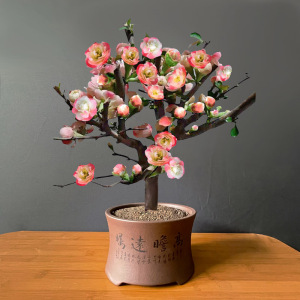 新品海棠花东洋景复色海棠树苗日本盆景老桩庭院阳台种植盆栽四季