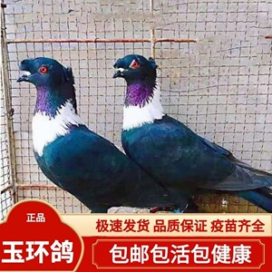 观赏鸽子活体 紫环玉环墨环 宠物鸟活物种鸽一对青年幼鸽包活到家