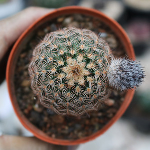 折墨虾仙人球实生