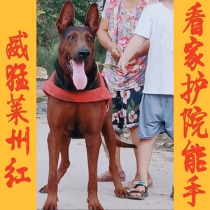 纯种莱州红犬幼犬苏联红犬巨型虎头家养大型护卫幼崽巨型军犬马犬