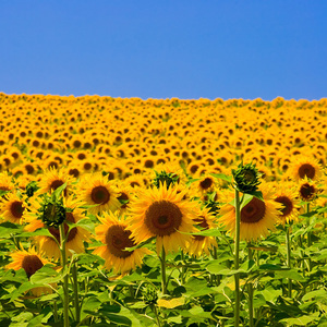 向日葵种籽子四季播食用葵花籽高杆矮杆向日葵观赏景观花种孑包邮