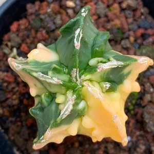 承萱花卉琉璃银砂核桃鸾凤玉锦实生仙人球一物一拍办公桌阳台盆栽