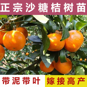 广西无籽沙糖桔子树苗四会砂糖橘子苗盆栽柑橘果树南方种植水果苗